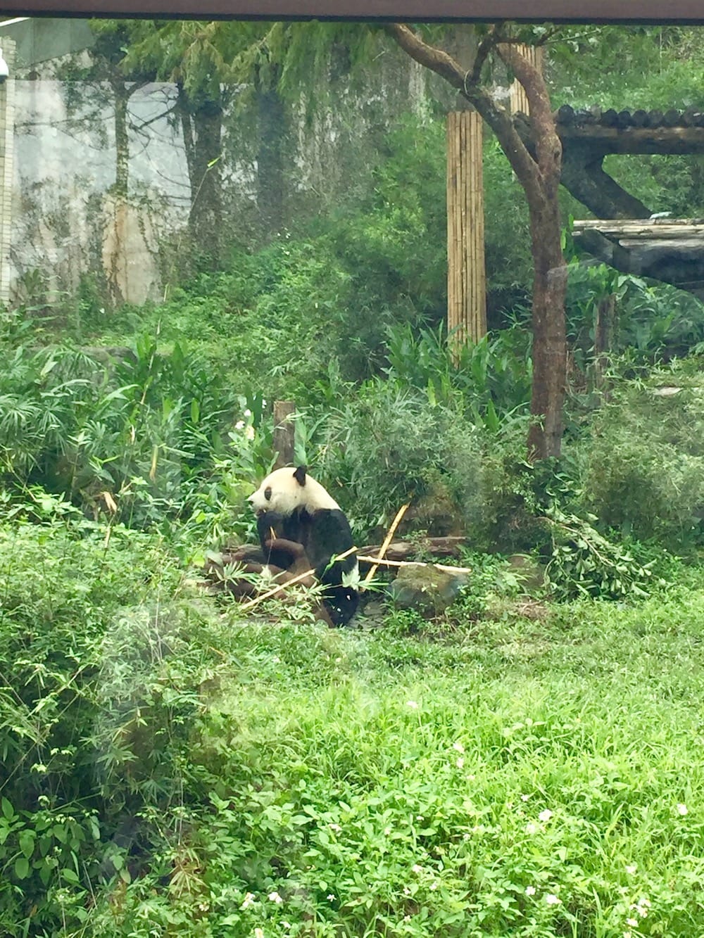 \"PANDAAAAAAA!\"