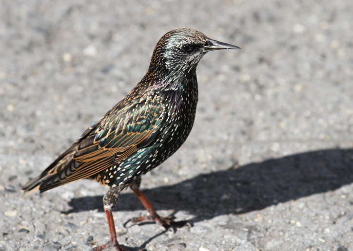 These birds are everywhere in the city, no idea what they're called but they are beautiful