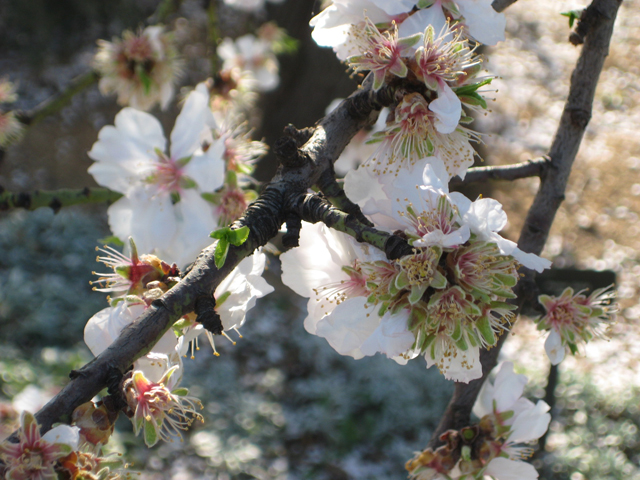 Cherry blossoms in Barcelona. Or are they almonds? Not sure...