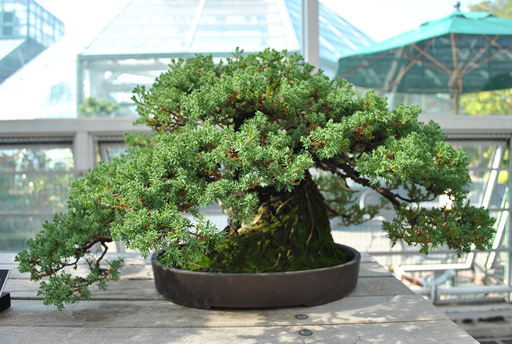 Tiny trees incase the big ones are intimidating.