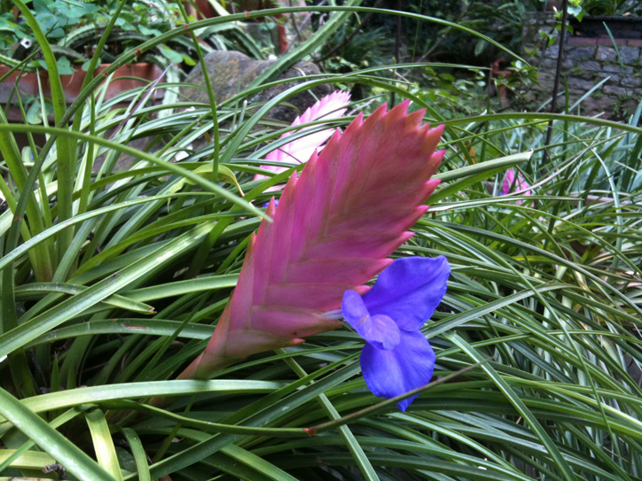 It's a flower on top of a flower, whoa...