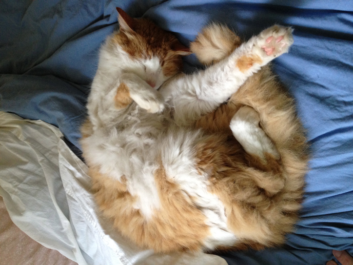 Come lie down and take a nap with me. You'll feel better right away.