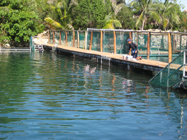 dolphins dolphins
