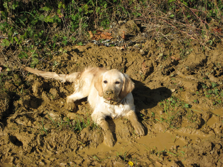 Dirtiest and happiest dog in the world