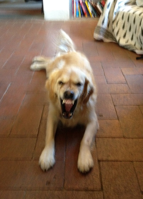 She was actually just yawning. But don't tell any potential burglars!