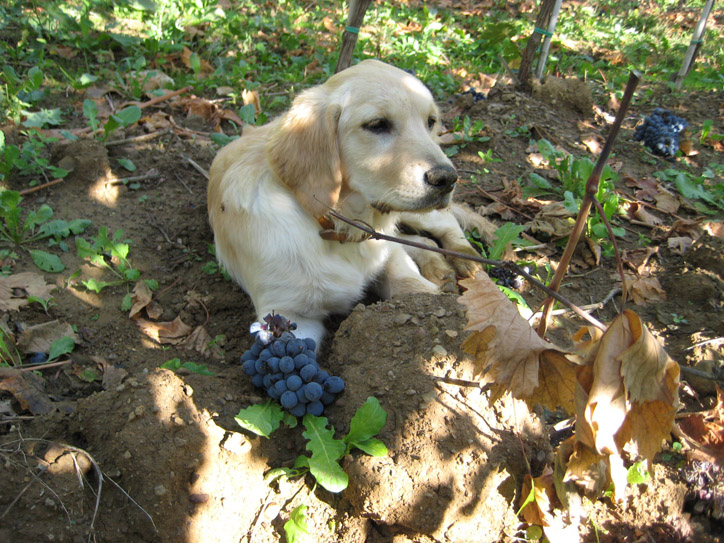 Guarding the grapes that fell. You never know who might steal them...