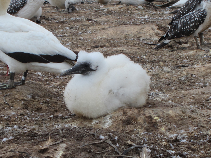 Dammit, mum added too much fabric softener again.