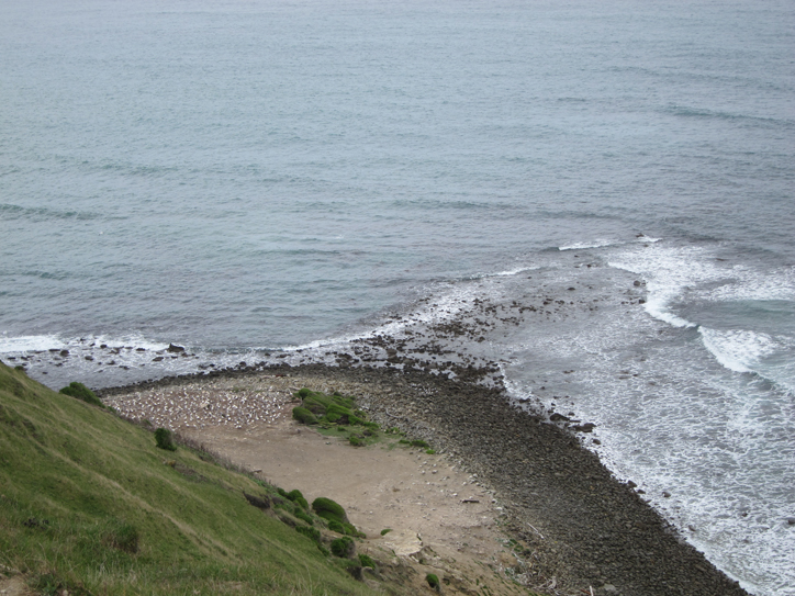 Gannets galore