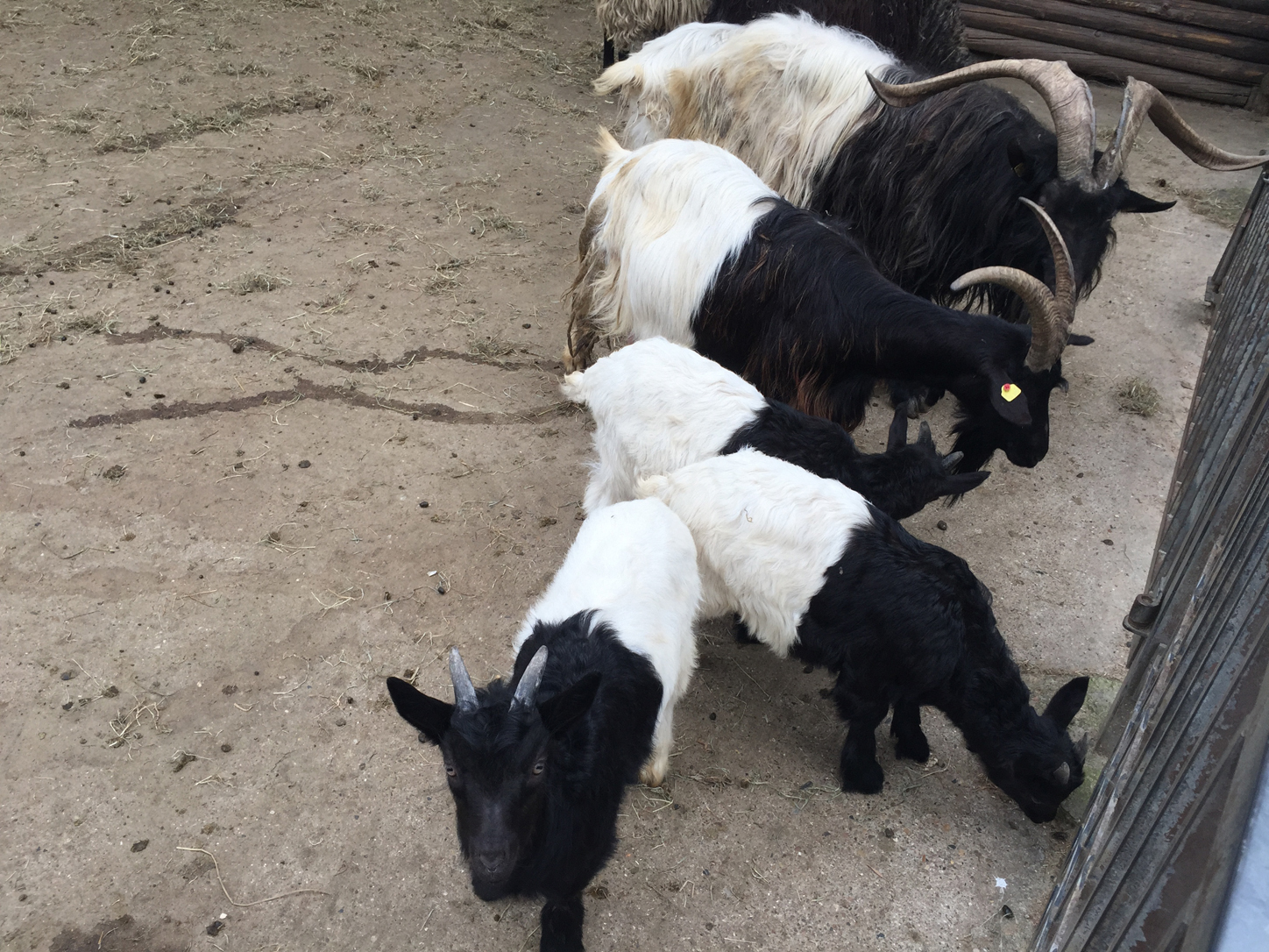 Haha, goats in pajamas.