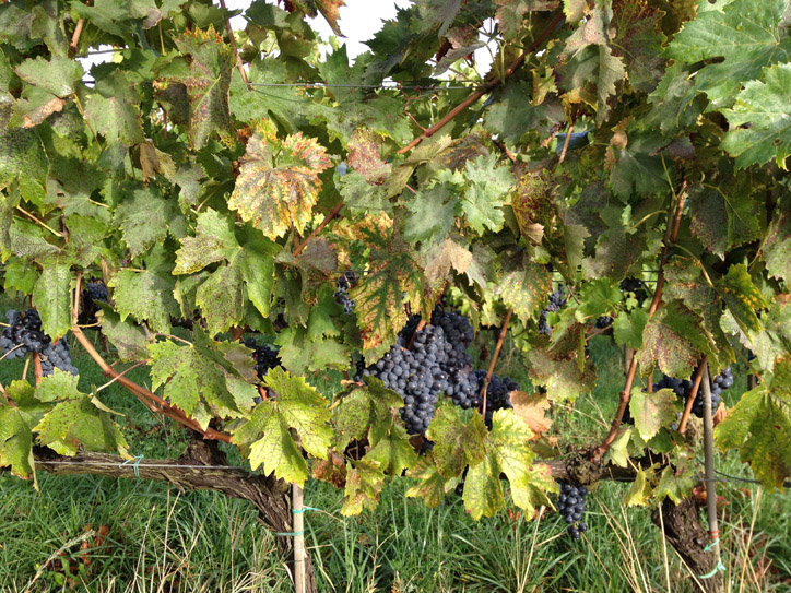 San Giovese, the grape of the Chianti