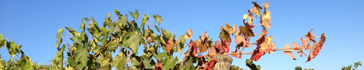 Fall is here and the grapes are ready, woohoo!!!