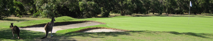You really think you can just chip it on the green from there?