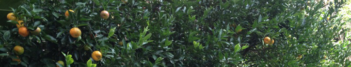 Mandarin tree in the garden