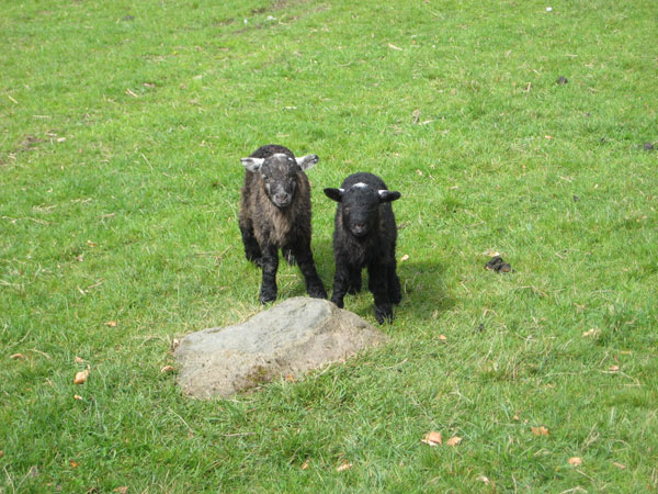 What up man? The black brothers, fearsome