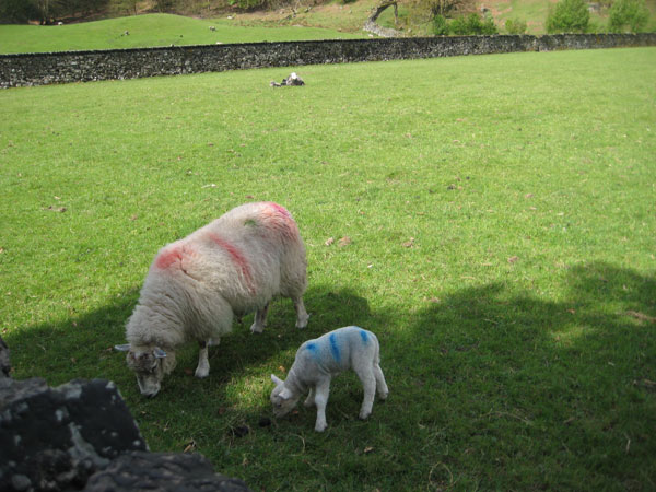Punks Punk rock ewes!