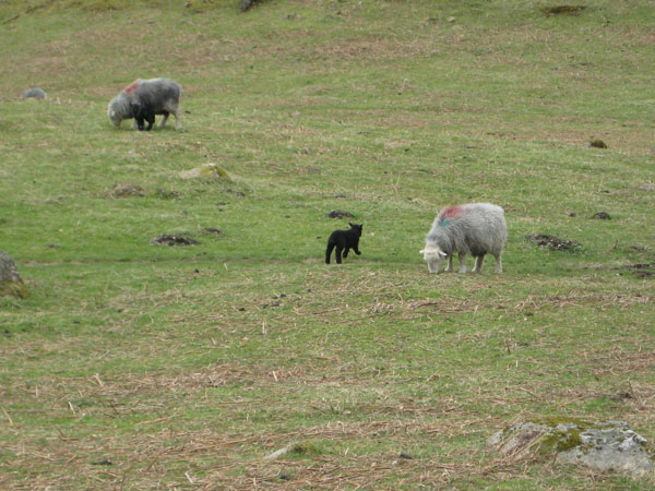 Black sheep running Hey mum, look! I can RUN!
