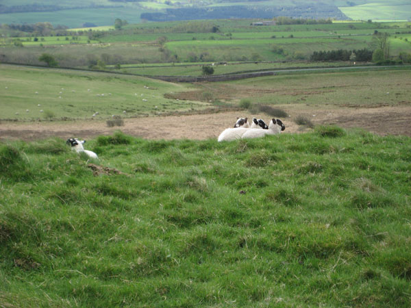 Three-headed lamb A rarity only found in Cumbria - the three-headed lamb!