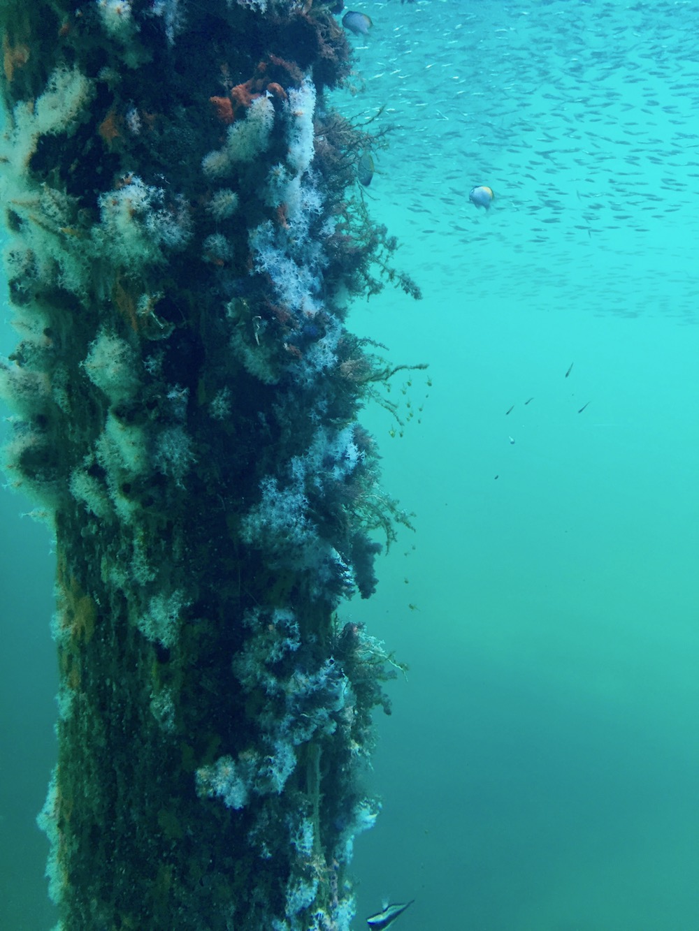 A giant school of anchovies swam by. Hmm, now I'm hungry...
