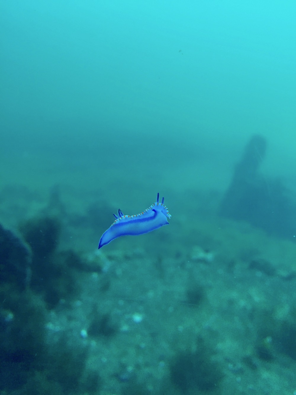 A nudibranch!!!