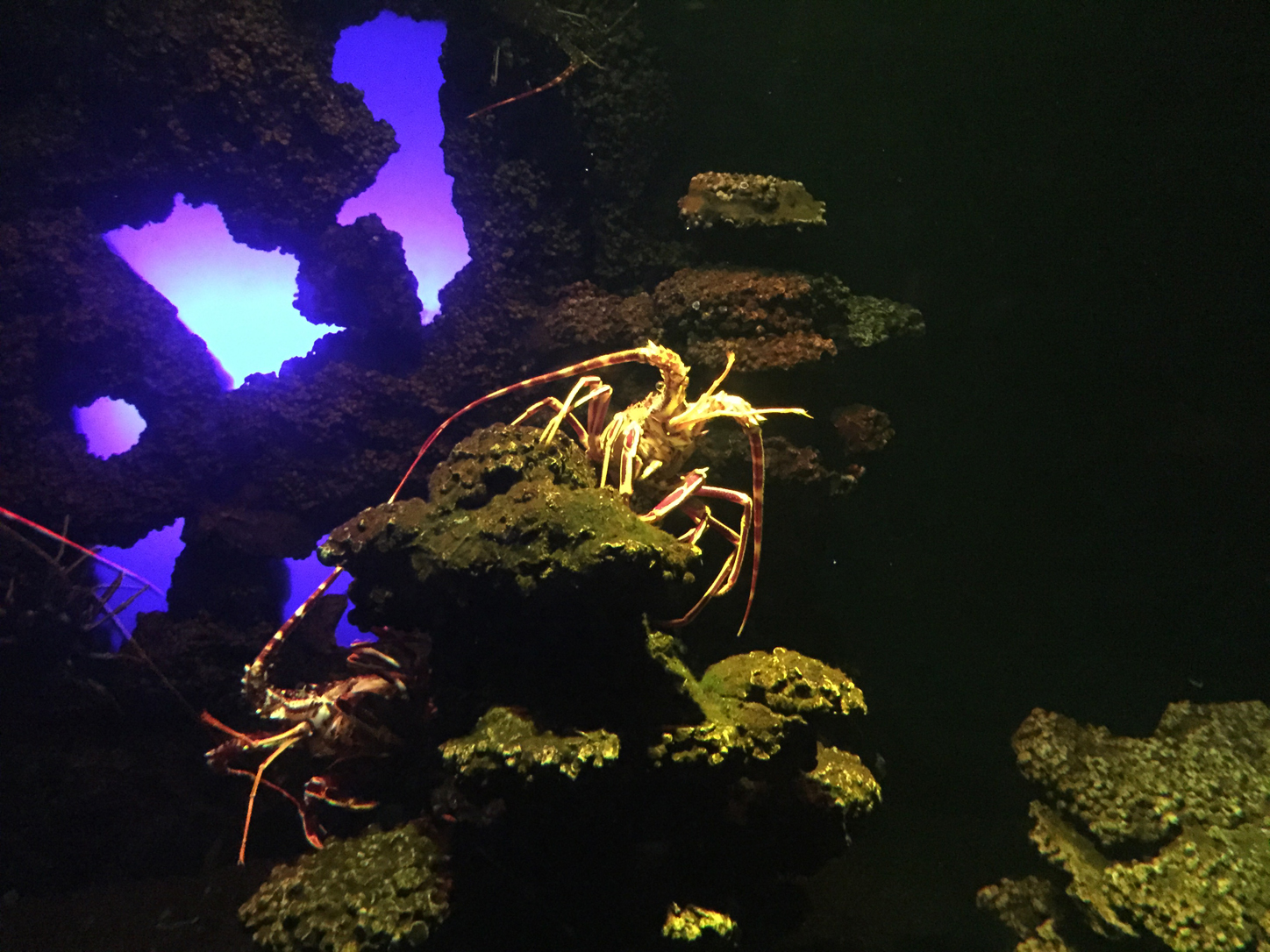 Lots and lots of lobsters.