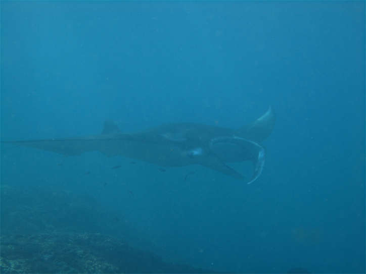 Manta ray, boah ey, Manta unta' Wassa'! (Sorry, that's a Germany joke...)