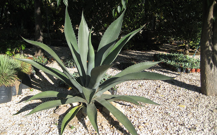 Raw Tequila Agave_thumb.jpg