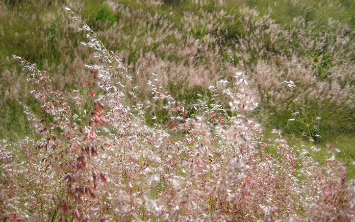 Growing over Mayan ruins Barley_thumb.jpg