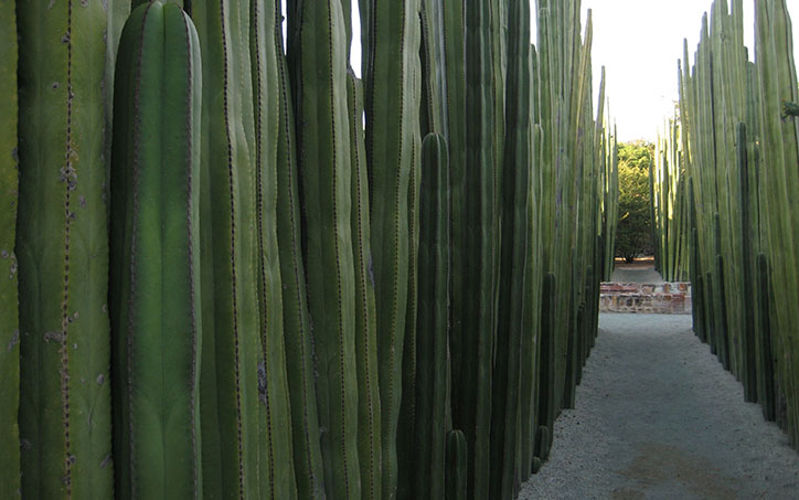 New amazing botanical garden in Oaxaca Cactus_thumb.jpg