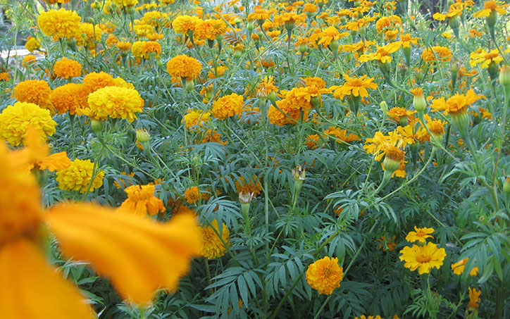 Flor de los Muerto, used a lot for dia de muertos and Indian weddings Flor_de_Muerto_thumb.jpg