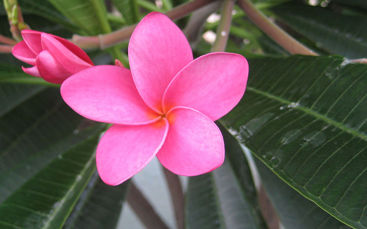 If you look closely it's a flower Flower_thumb.jpg