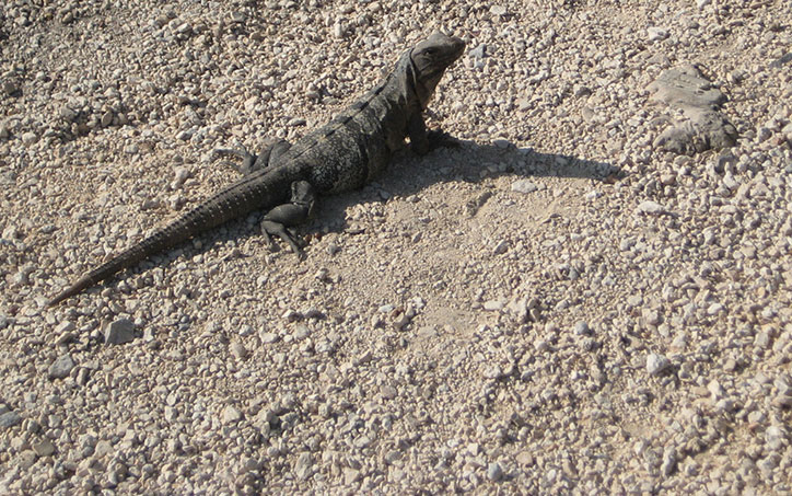 Iguana in Tulum Tulum_Lagartija_thumb.jpg