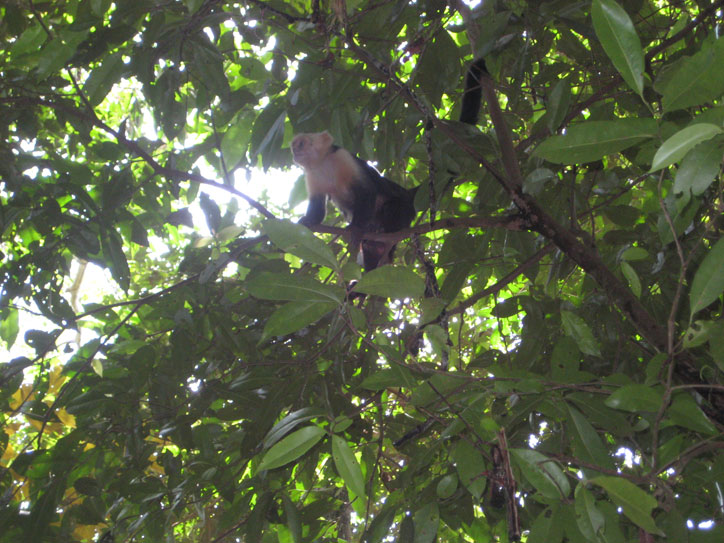 Monkey in the trees, right before he started peeing on us. Monkey in the trees, right before he started peeing on us.