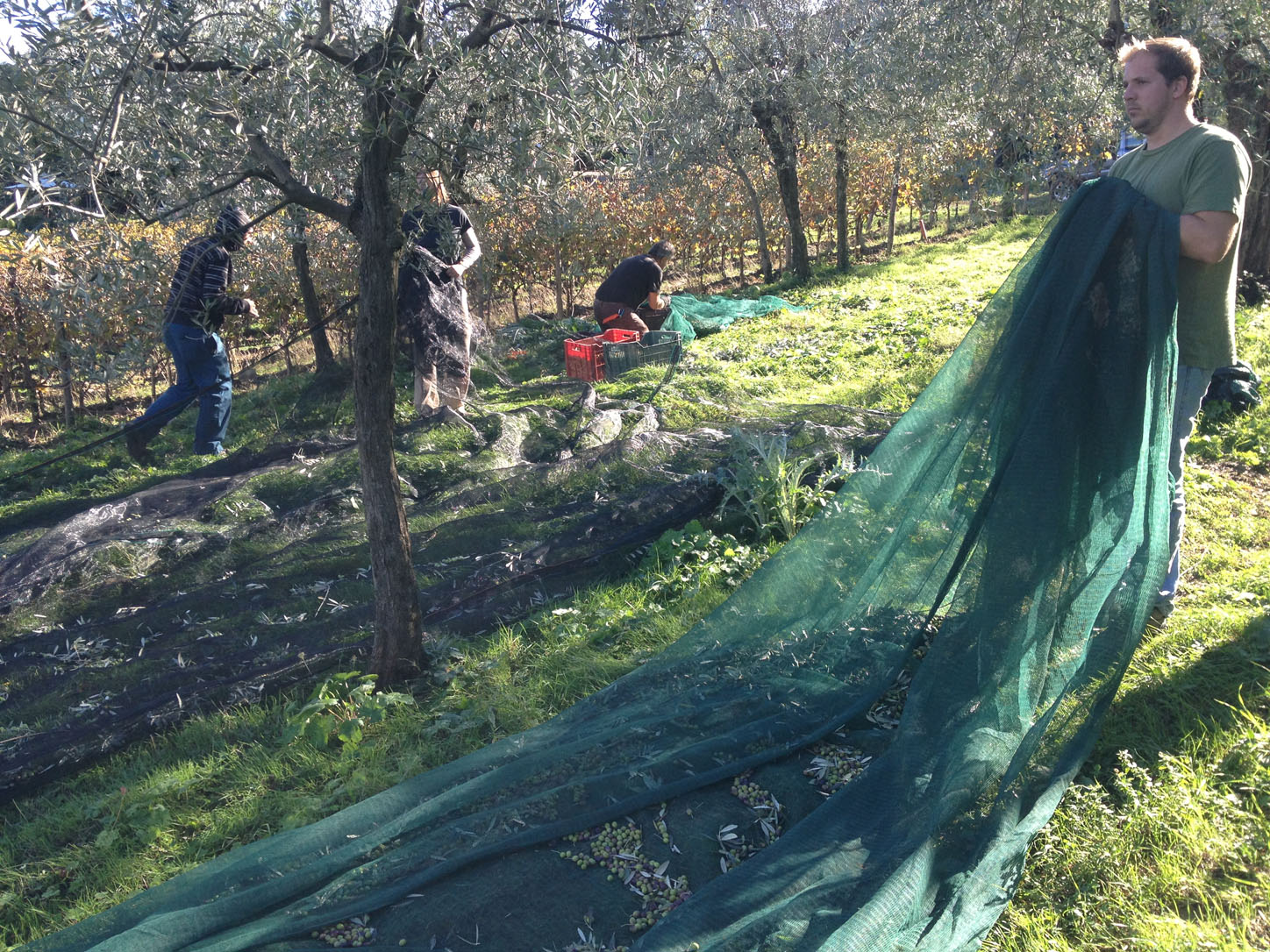 It doesn't look like much but once a few olives get together, the weight quickly accumulates.