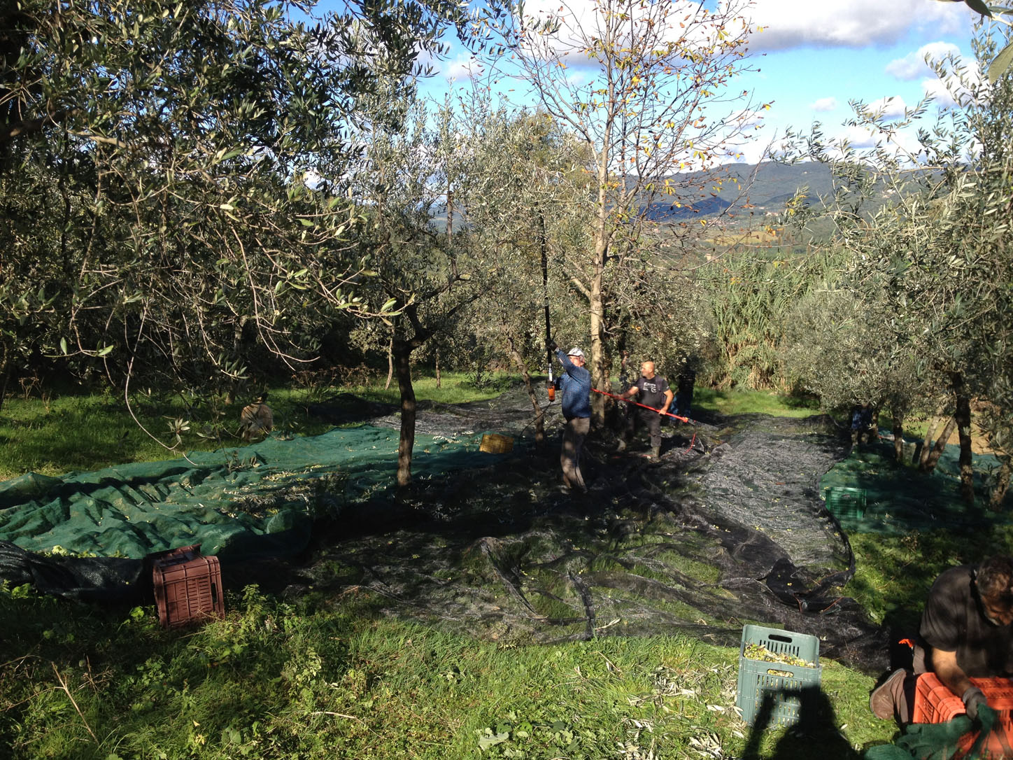 Ramadan and Naim in action with the harvest machines.