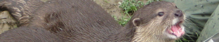 Otter Otter