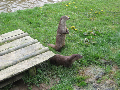 Otters Seriously, who could say no to these guys?