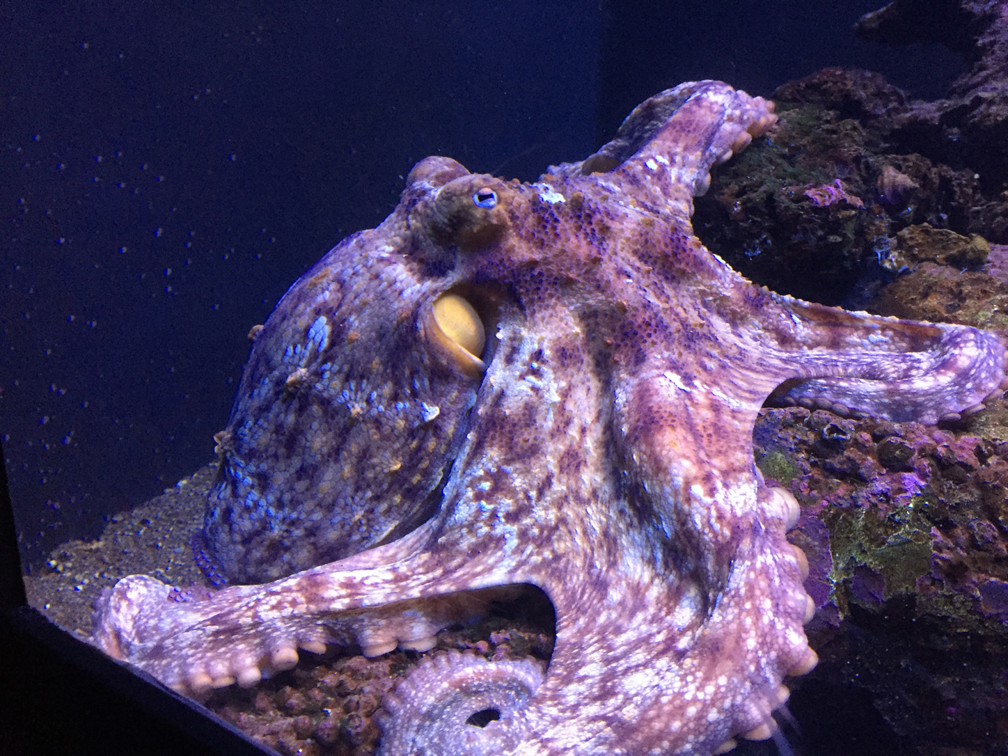 HUGE octopus.