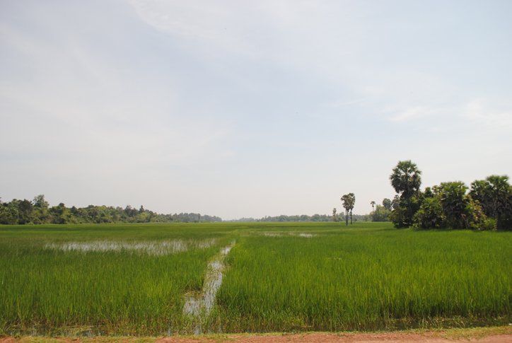 Rice as far as the eye can see