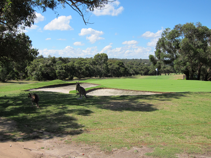 We had a whole photo session with this one roo, trying to get it and the flag into the same frame. I'm sure he had a ball...