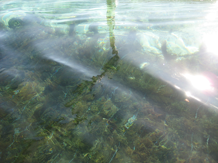 Neat rows of smelly, smelly seaweed