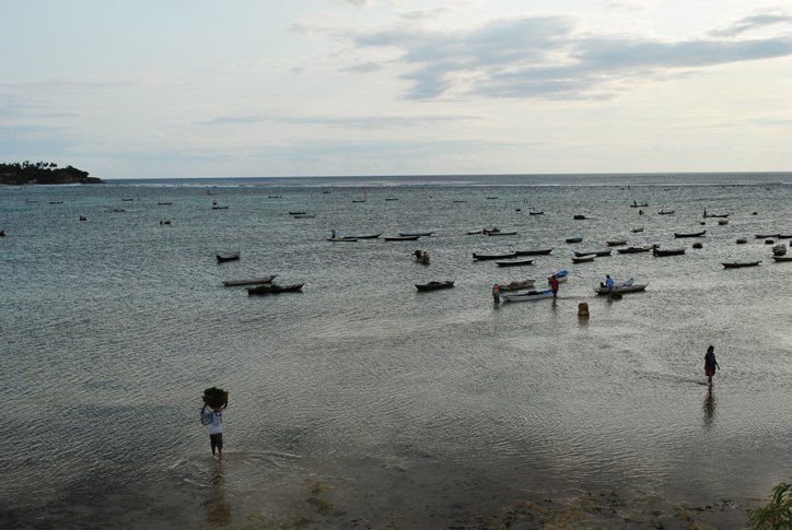 Seaweed harvest