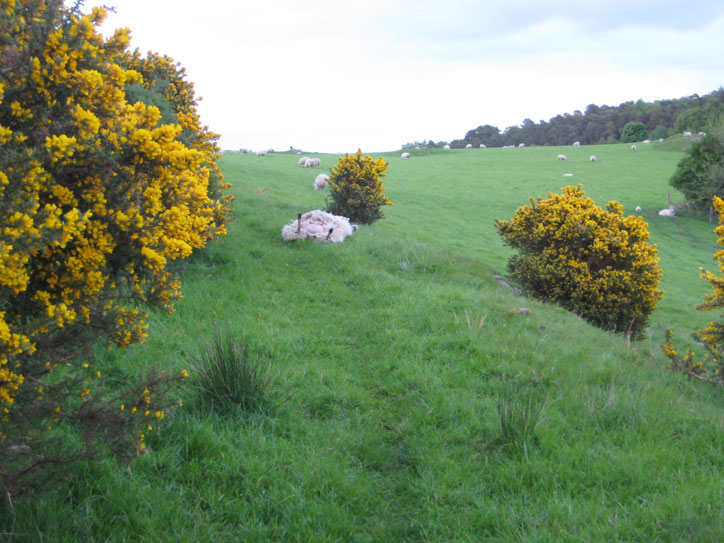 sheep1 sheep1