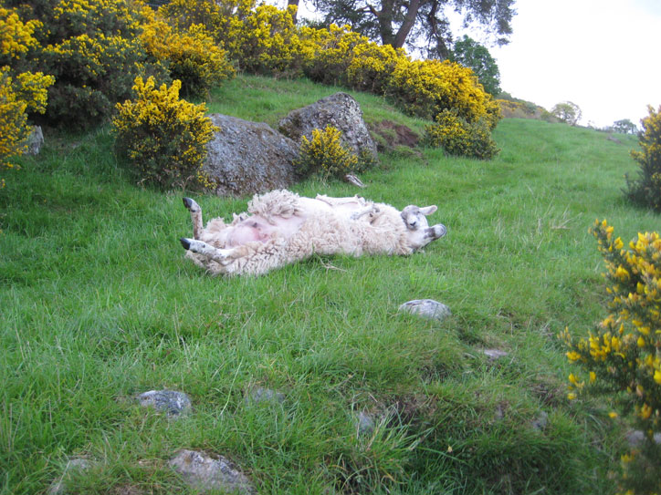 sheep2 sheep2