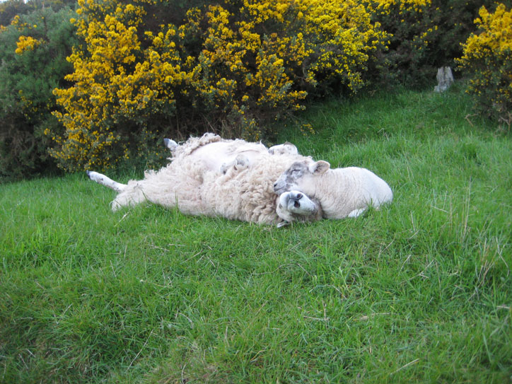 sheep3 sheep3