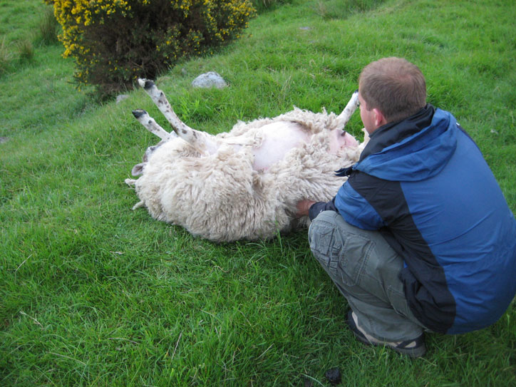 sheep5 sheep5
