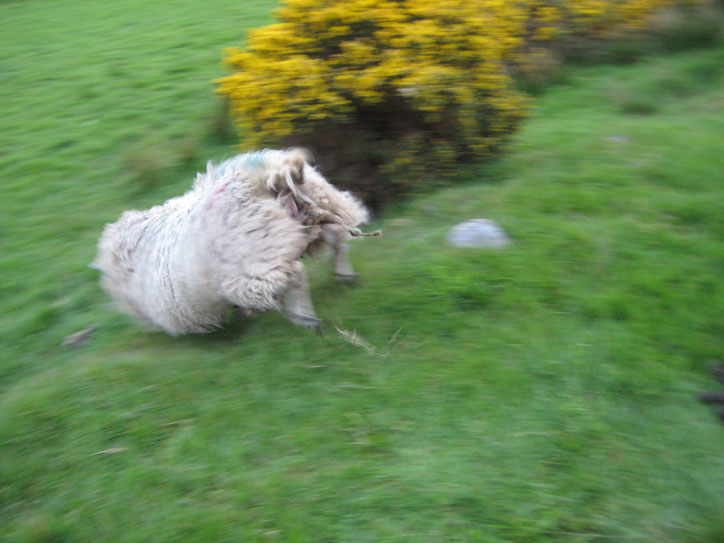 sheep6 sheep6