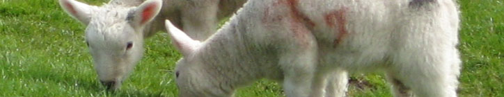 Lambs Lambs