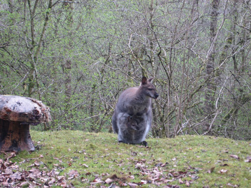 Wallaby Mama Wallaby with Joey Tribbiani