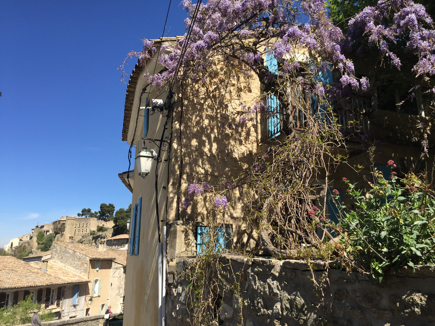 Wisteria everywhere. Magical.